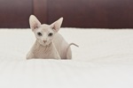 Кот Сфинкс на кровати